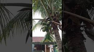 Download lagu Tutorial memetik buah kelapa muda yang gagal.tonton sampai selesai !! mp3
