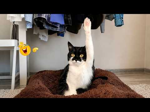 Best Cat Moments 🐈 | TRY NOT TO LAUGH – FUNNY Cat FAILS Compilation 😹😂