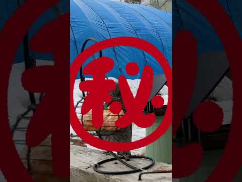 バードドリンカー：あなたの庭に鳥を引き寄せるにはどれを選びますか？  庭園