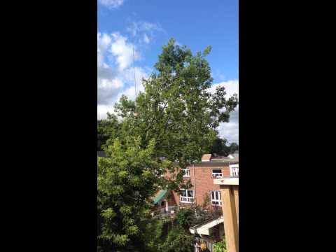 Crazy Tree Removal over to of the house ...