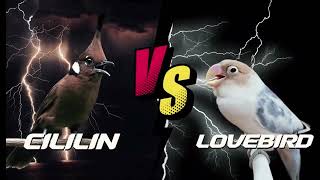 Download lagu MASTERAN CILILIN VS LOVEBIRD DURASI PANJANG AUDIO JERNIH mp3