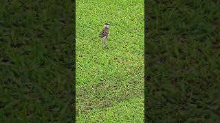 Filhotes de quero-quero #animais