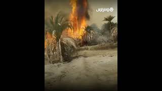 حريق مهول يلتهم المئات من أشجار النخيل في واحة "أولاد شاكر" بإقليم الرشيدية thumbnail