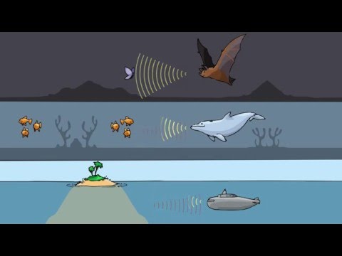 Skin & Bones - Big Idea: Echolocation (new version)