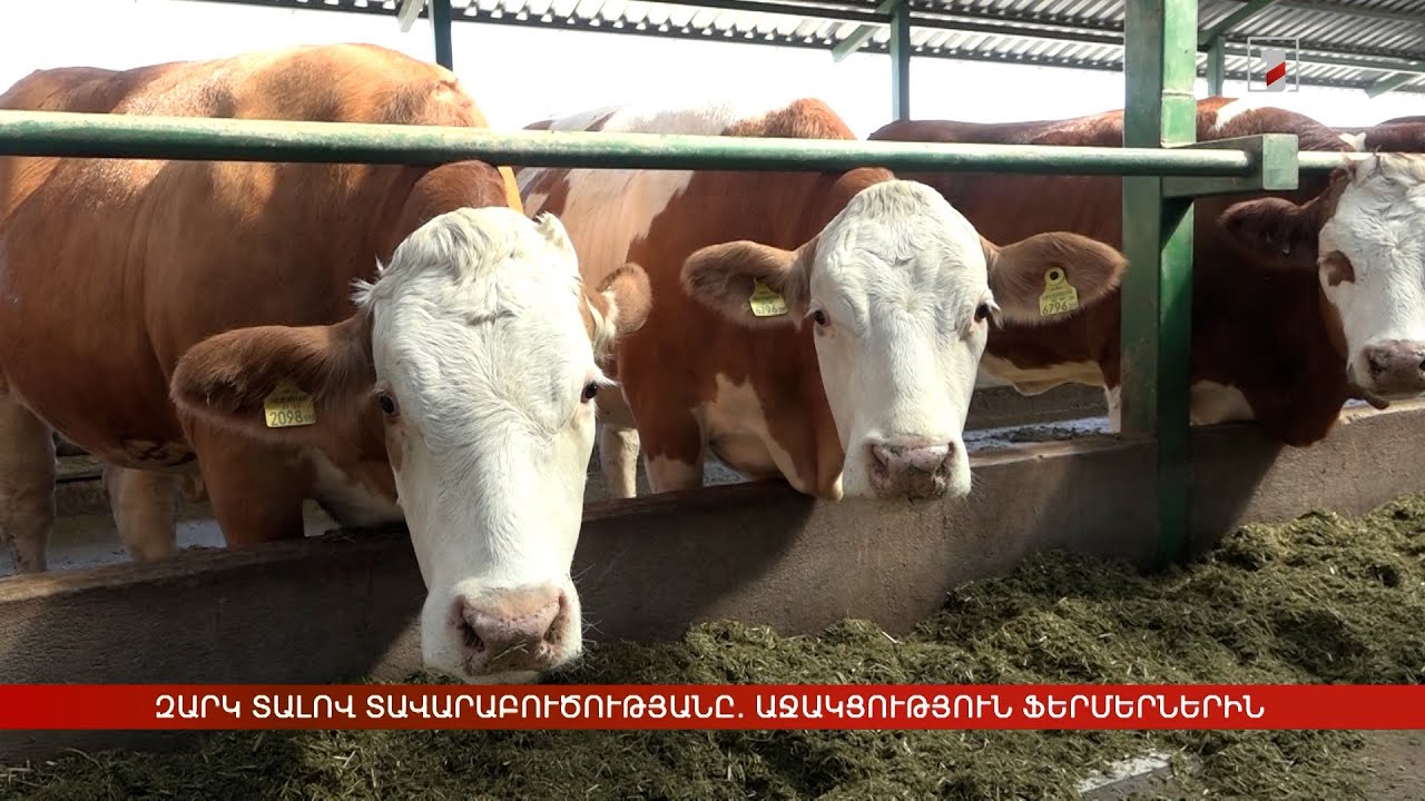 Զարկ տալով տավարաբուծությանը. պետությունն աջակցում է ֆերմերներին