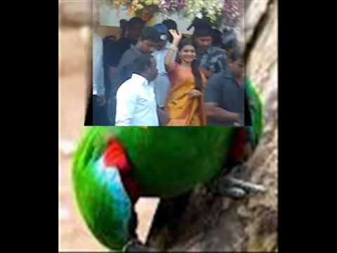 silaka raaye silakaaa