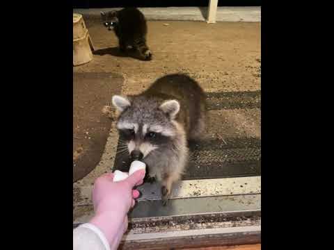 How to Feed Raccoons Correctly🦝🦝🦝