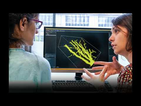 Peeking inside 3D human ‘mini-brains’ to understand the brain