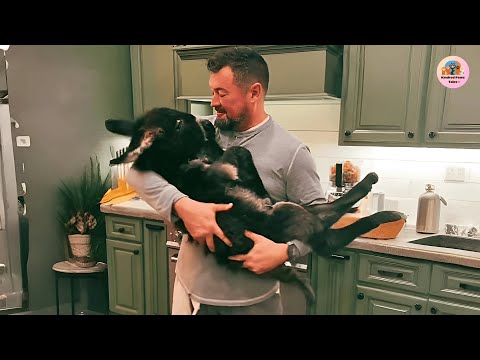 House Donkey Cash Sleeps Beside Man Every Night and Demands His Bedtime Bottle