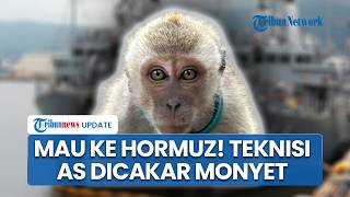 Insiden Misi Hormuz! Teknisi Angkatan Laut AS Diserang Monyet Jelang Operasi Bersihkan Ranjau Iran