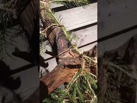 Tanuki-Projekt Teil 2