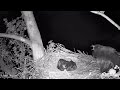 Little Miami Eagle Cam DANGEROUS Owl knocks E! 5/19/23