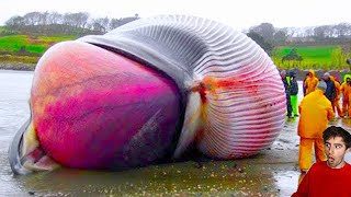 dead whale explodes on camera...