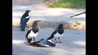 Shorts 309 Magpie Death Ritual