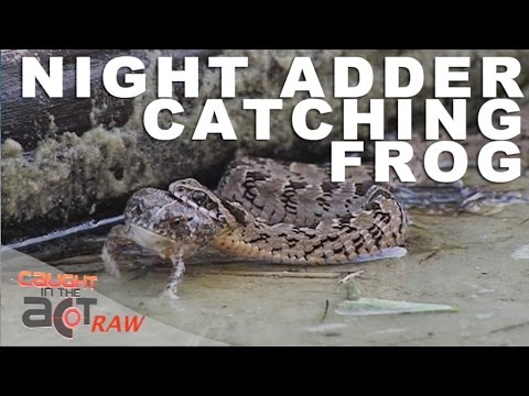 Night Adder snake catches frog and eats it alive 🐍 #snake #wildlife