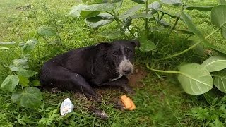 Street dog too sick to cry for help saved