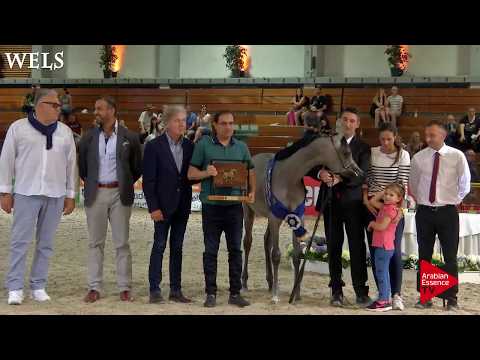 N.1 D NAWASI - Wels 2018 - International Yearling Filly Championship GOLD