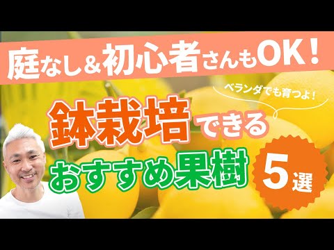 果樹の根元には何を植えますか？植物の最高の組み合わせに注目してください！  庭園