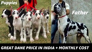 Urgent Sale | Great dane dog price in india | by Dogsbreedofficial | great dane puppies 2024