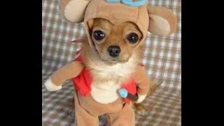 Murderdolls ... Motherfucker I don&#39;t care W/ Lyrics