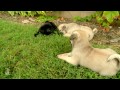 Carlino - Puppy Love - Pug Puppies