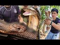 15ft NA KING COBRA GRABE ANG TAPANG