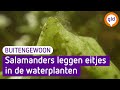 Deze salamanders verstoppen hun eitjes in de waterplanten - Buitengewoon