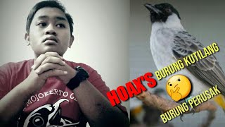 Download lagu Apa benar burung Kutilang perusak burung ocehan ??? mp3