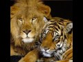 SHER AYA SHABBIR REHMANI