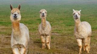 Booka Shade - Kalimera (KyFz - Stygis-remix)