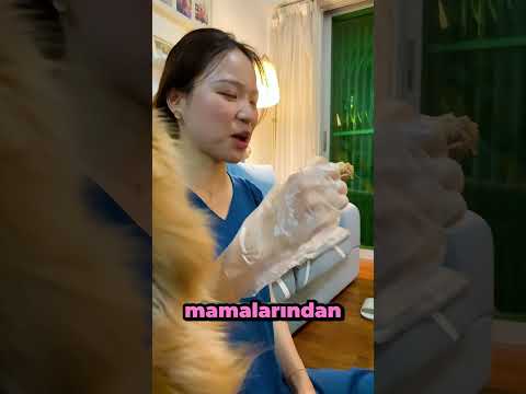 Limonun KOLALI İntikamı 🍋🐶