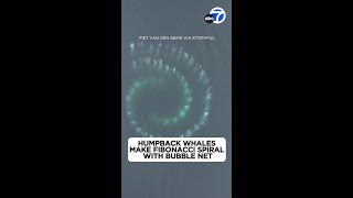 Humpback whales form Fibonacci spiral in Antarctica waters
