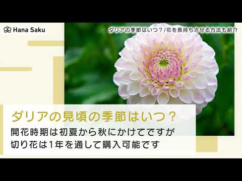 ダリア×ピンナタ