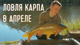Как ловли карпа в апреле на пруду