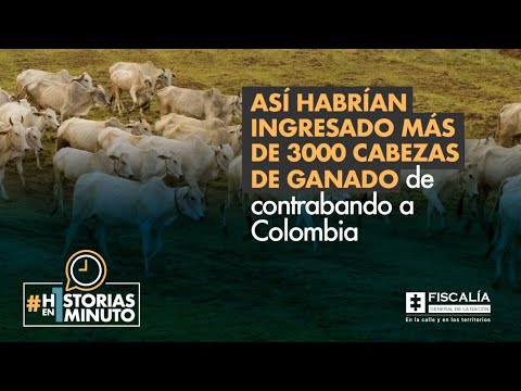 Así habrían ingresado más de 3.000 cabezas de ganado de contrabando a Colombia