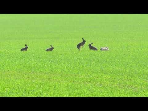 Hares that rival (Boxing Match)