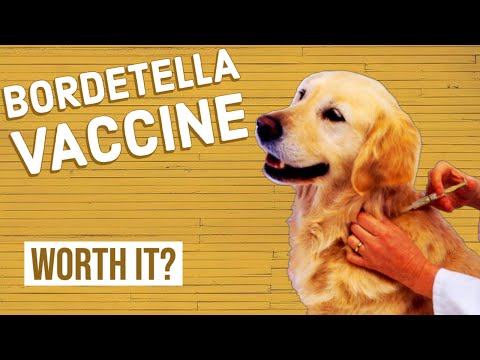 YouTube video about: How often do dogs need bordetella?