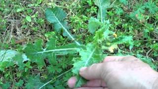 EatTheWeeds; Episode 134: Neighborhood Foraging