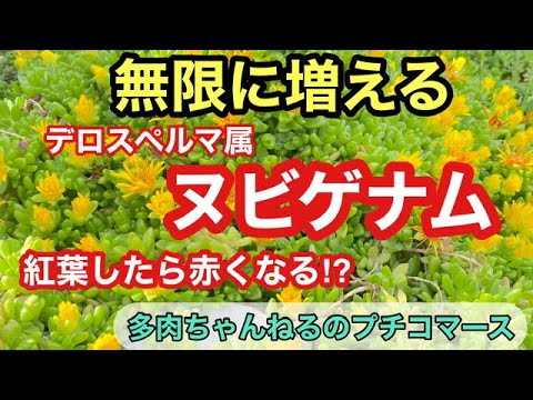 園芸 毛むくじゃらのデロスペルマ