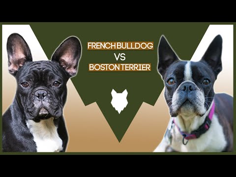 image-Do Boston Terriers and French Bulldogs get along?