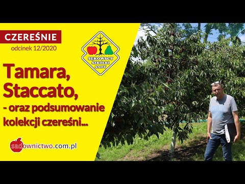 🍒 Czereśnie 2020: Tamara, Staccato, podsumowanie - [odcinek 12/12]