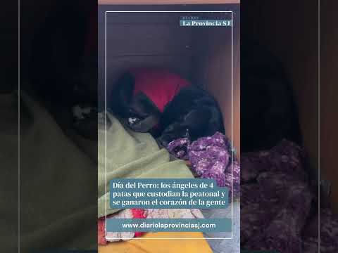 Los increíbles ángeles de cuatro patas que custodian la peatonal de San Juan