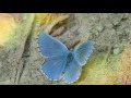 The meaning of a blue Butterfly