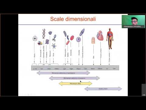 02 - GLI APPARATI, GLI ORGANI (CAVI, PIENI), I VISCERI