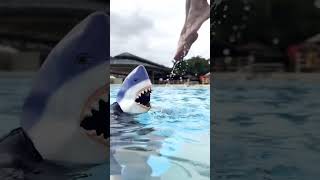 Download lagu What if you see a shark in a swimming pool? 🤔🦈 #oceanbluetree #slipnslide mp3