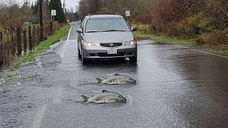 Fish Cross the road