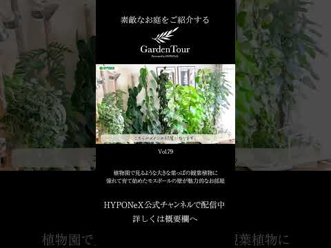 庭に植えるには、丈夫で手入れの手間がかからないどの多年生植物を選ぶべきですか?  庭園