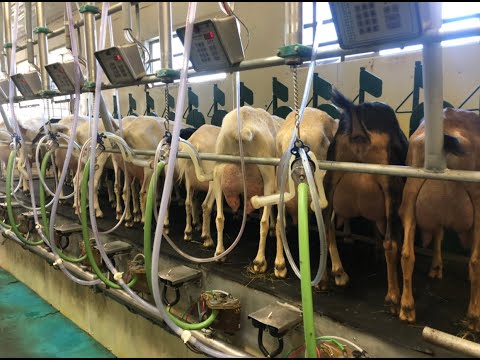 Vlog #18: MILKING goats!