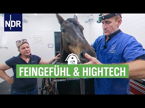 Mit vier Hufen im OP | Die Nordreportage | NDR