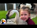 Goose Follows Little Girl Home The Dodo
